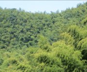 竹子的特點有哪些？